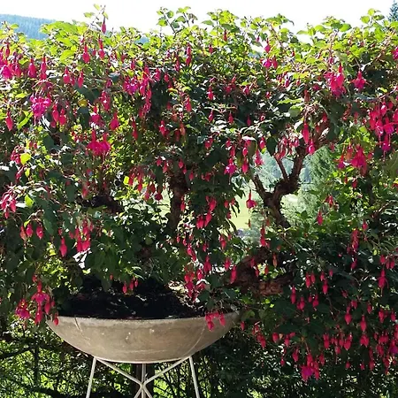 Kristall 3* 클레이날